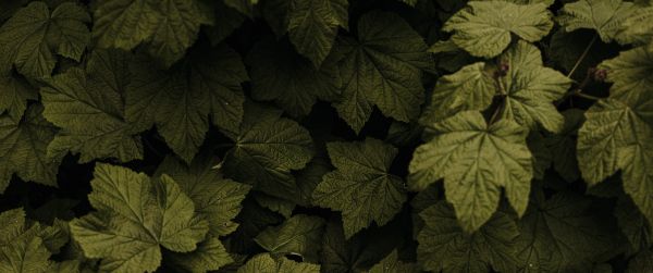 raspberry bush, leaves Wallpaper 3440x1440