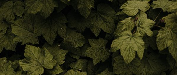 raspberry bush, leaves Wallpaper 2560x1080