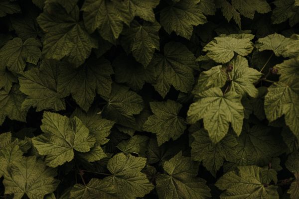 raspberry bush, leaves Wallpaper 6000x4000