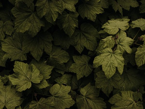 raspberry bush, leaves Wallpaper 1024x768