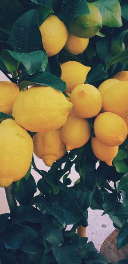 Обои 1440x2960 лимон, фрукты