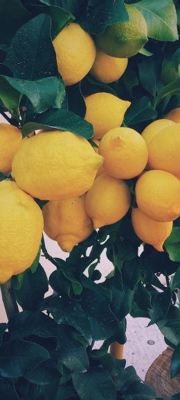 lemon, fruit Wallpaper 1440x3200