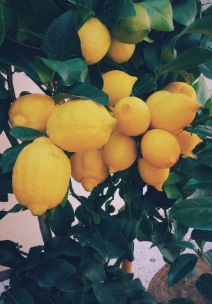 lemon, fruit Wallpaper 1640x2360