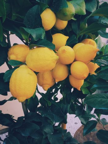 lemon, fruit Wallpaper 1620x2160