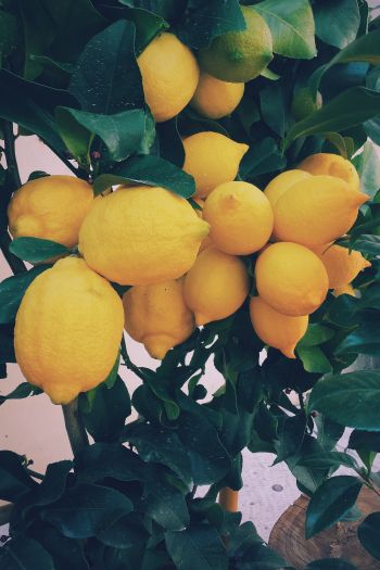 Обои 640x960 лимон, фрукты