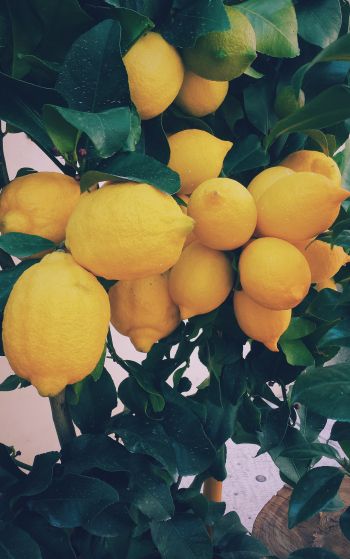 Обои 1752x2800 лимон, фрукты