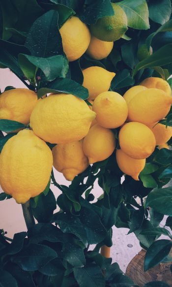 Обои 1200x2000 лимон, фрукты