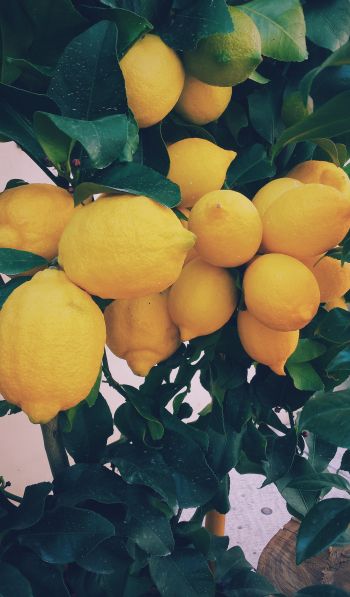 lemon, fruit Wallpaper 600x1024