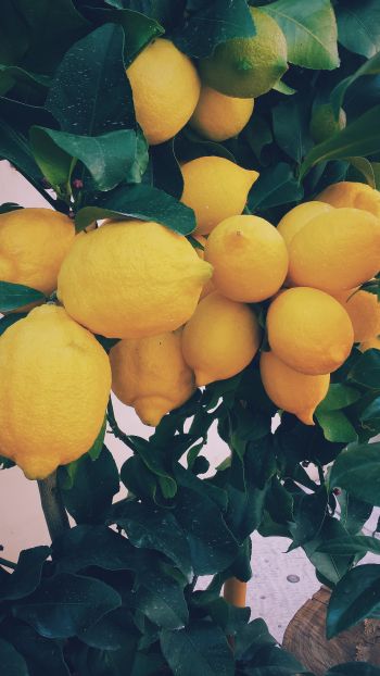 Обои 750x1334 лимон, фрукты