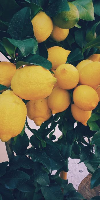 lemon, fruit Wallpaper 720x1440