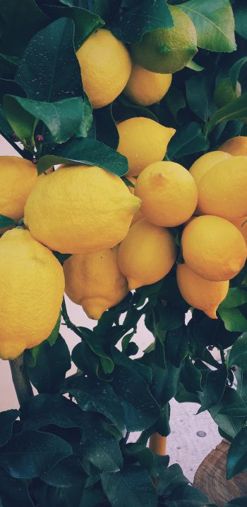 Обои 1080x2220 лимон, фрукты