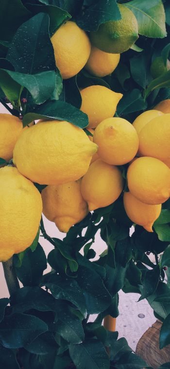 Обои 828x1792 лимон, фрукты