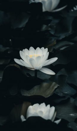 flower, plant Wallpaper 600x1024