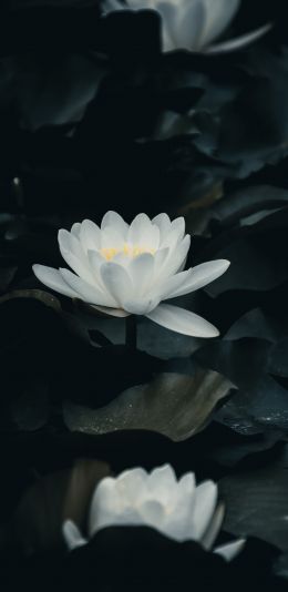 flower, plant Wallpaper 1080x2220