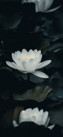 flower, plant Wallpaper 1242x2688