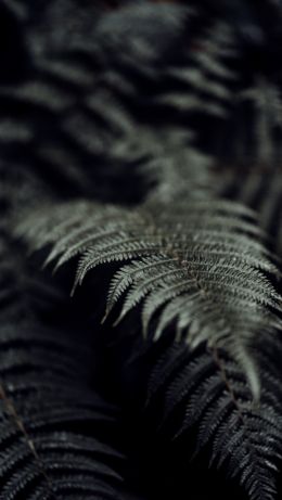 fern, plant Wallpaper 640x1136