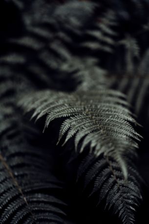 fern, plant Wallpaper 5304x7952