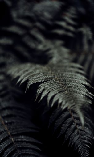 fern, plant Wallpaper 1200x2000