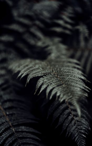 fern, plant Wallpaper 1752x2800