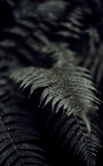 fern, plant Wallpaper 1600x2560