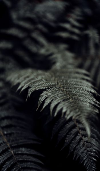 fern, plant Wallpaper 600x1024