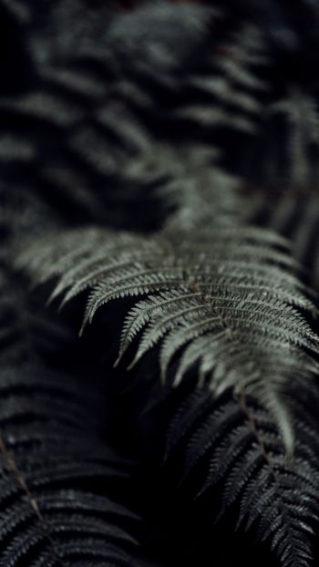 fern, plant Wallpaper 2160x3840