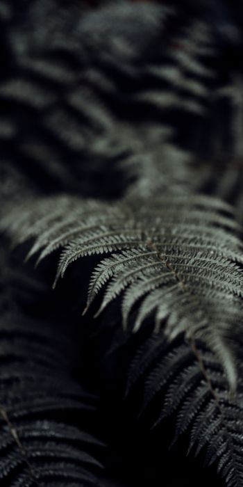 fern, plant Wallpaper 720x1440