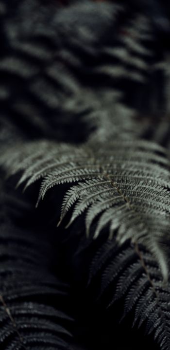 fern, plant Wallpaper 1440x2960