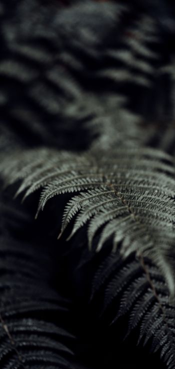fern, plant Wallpaper 1440x3040