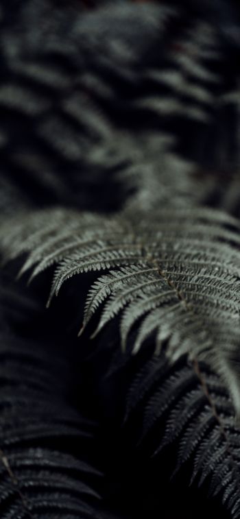 fern, plant Wallpaper 828x1792