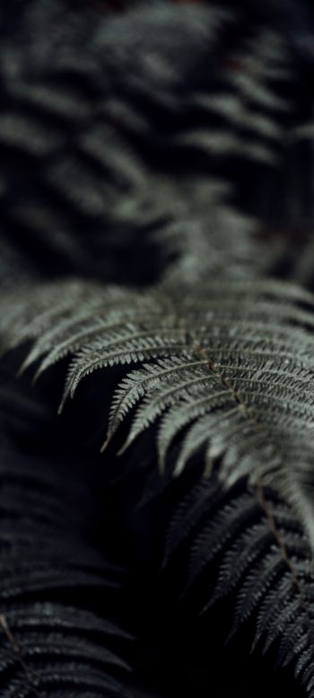 fern, plant Wallpaper 1080x2400