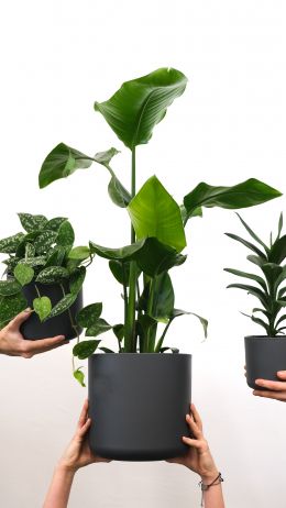 plants, potted flowers Wallpaper 750x1334