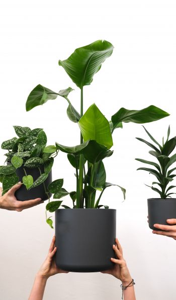 plants, potted flowers Wallpaper 600x1024