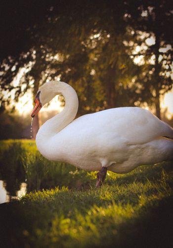 swan, wild bird Wallpaper 1668x2388
