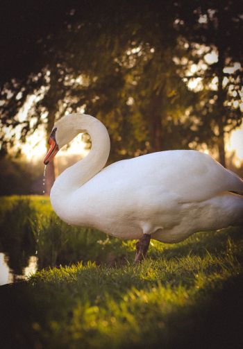 swan, wild bird Wallpaper 1640x2360