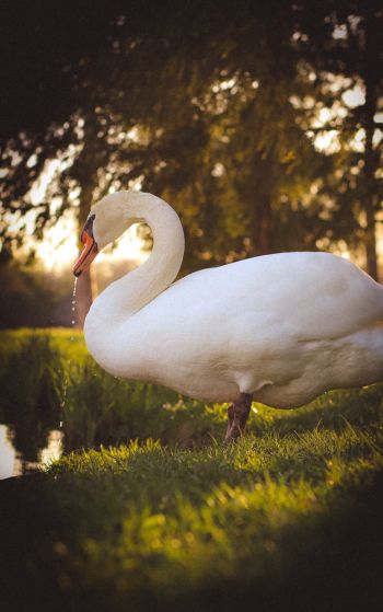 swan, wild bird Wallpaper 1752x2800