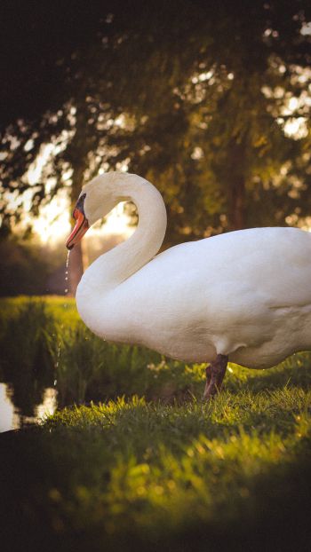 swan, wild bird Wallpaper 1080x1920