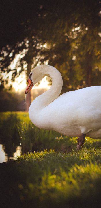 swan, wild bird Wallpaper 1080x2220
