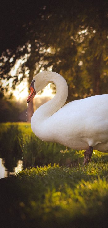 swan, wild bird Wallpaper 1080x2280