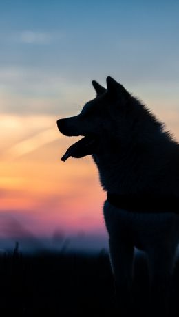 dog, pet Wallpaper 640x1136