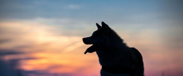 dog, pet Wallpaper 3440x1440