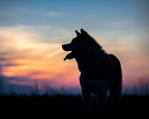 dog, pet Wallpaper 1280x1024