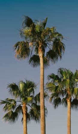 Lanzarote, Spain, palm trees Wallpaper 600x1024