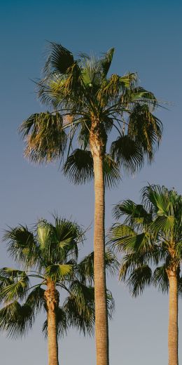 Lanzarote, Spain, palm trees Wallpaper 720x1440