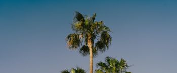 Lanzarote, Spain, palm trees Wallpaper 3440x1440