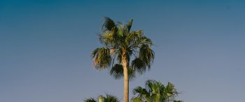 Lanzarote, Spain, palm trees Wallpaper 2560x1080
