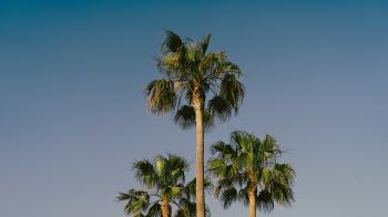 Обои 2048x1152 Лансароте, Испания, пальмы