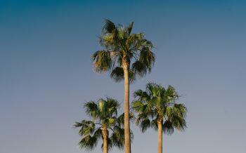 Lanzarote, Spain, palm trees Wallpaper 2560x1600