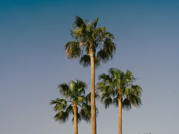 Lanzarote, Spain, palm trees Wallpaper 1024x768