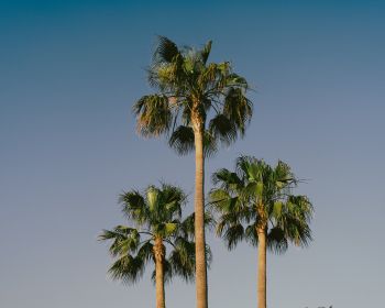 Lanzarote, Spain, palm trees Wallpaper 1280x1024